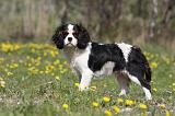CAVALIER KING CHARLES 615